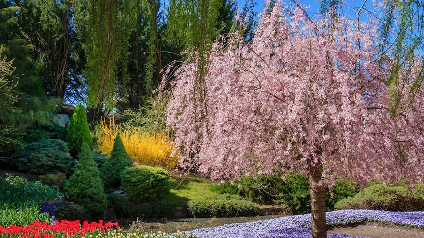 A tree and tulip garden in full bloom in Canberra