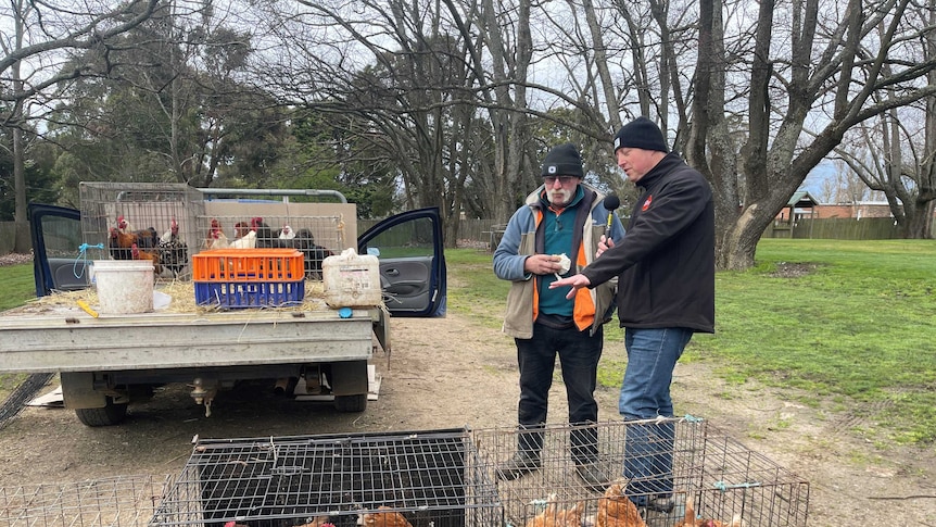 Joel Rheinberger interviews a chicken salesman in behind some cages full of brown chooks.