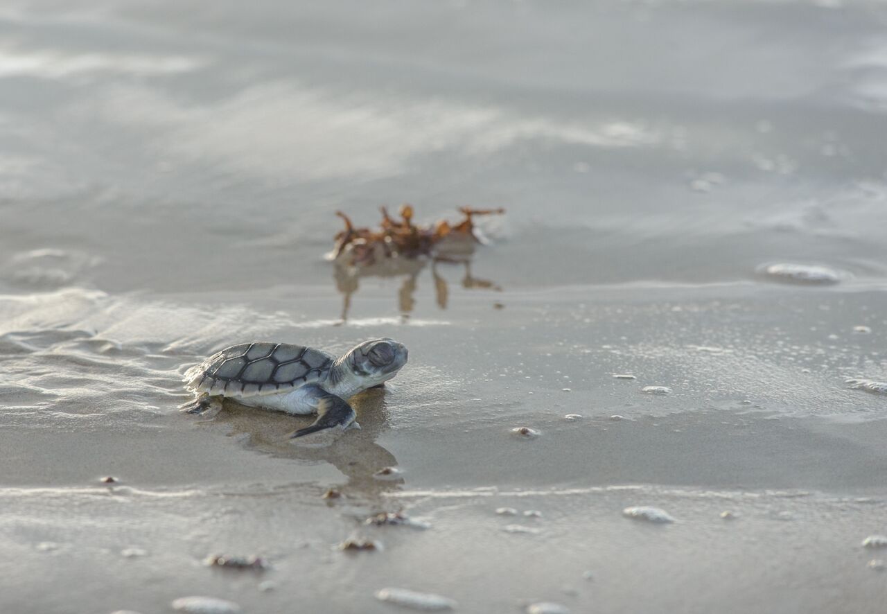 A turtle on the beach