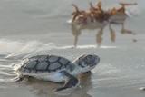 A turtle on the beach