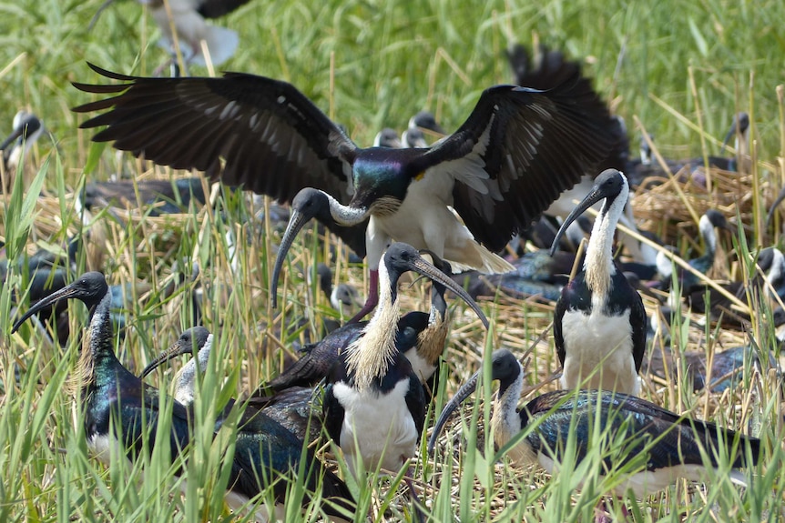 a group of birds in wetlands