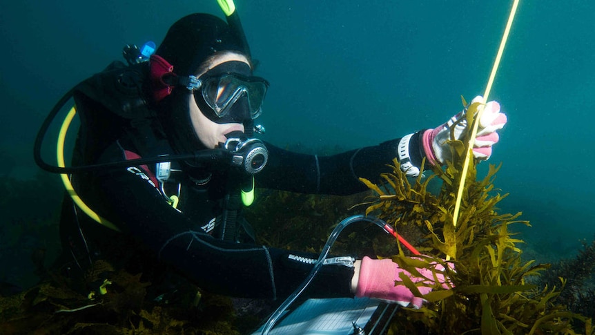 Scientists say underwater seaweed forests along Sydney's coastline have made a remarkable recovery.