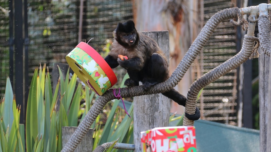 A monkey eats from a gift box.