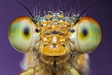 An extreme close up of an insects face.