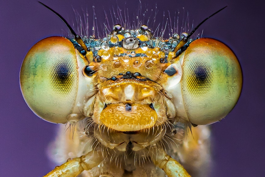 An extreme close up of an insects face.