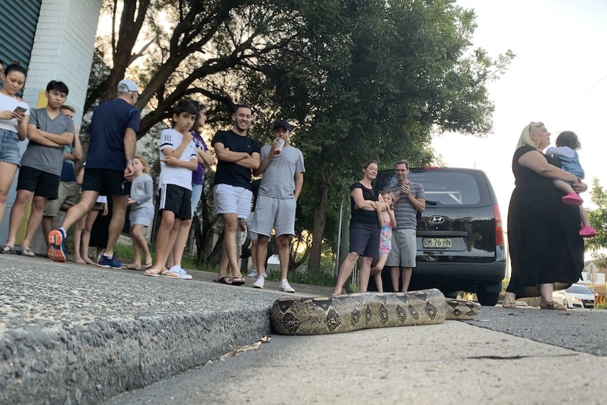A snake on a suburban street with people looking on