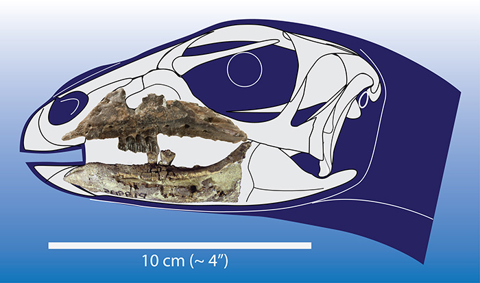 Model of Galleonosaurus skull