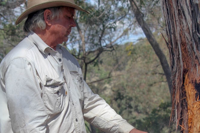 Allan Taylor chainsawing a tree.