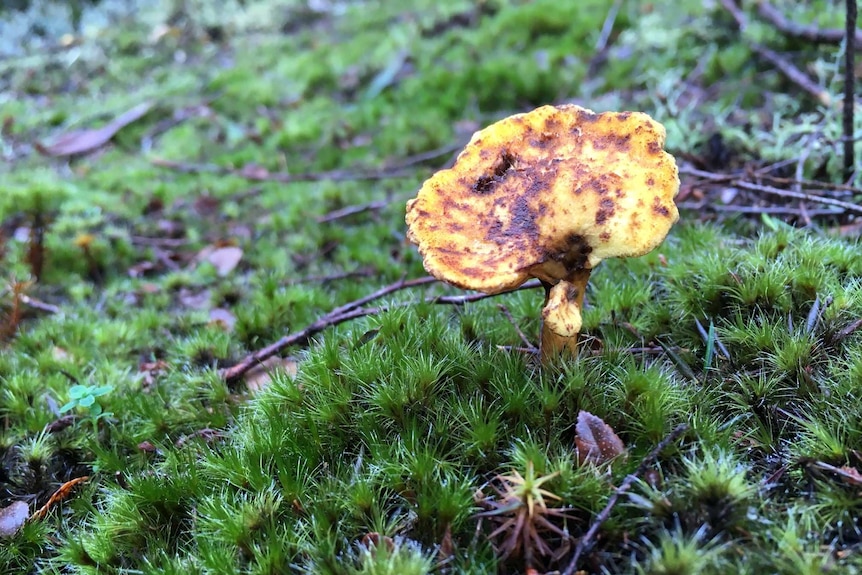 Green spotted mushroom on forest floor