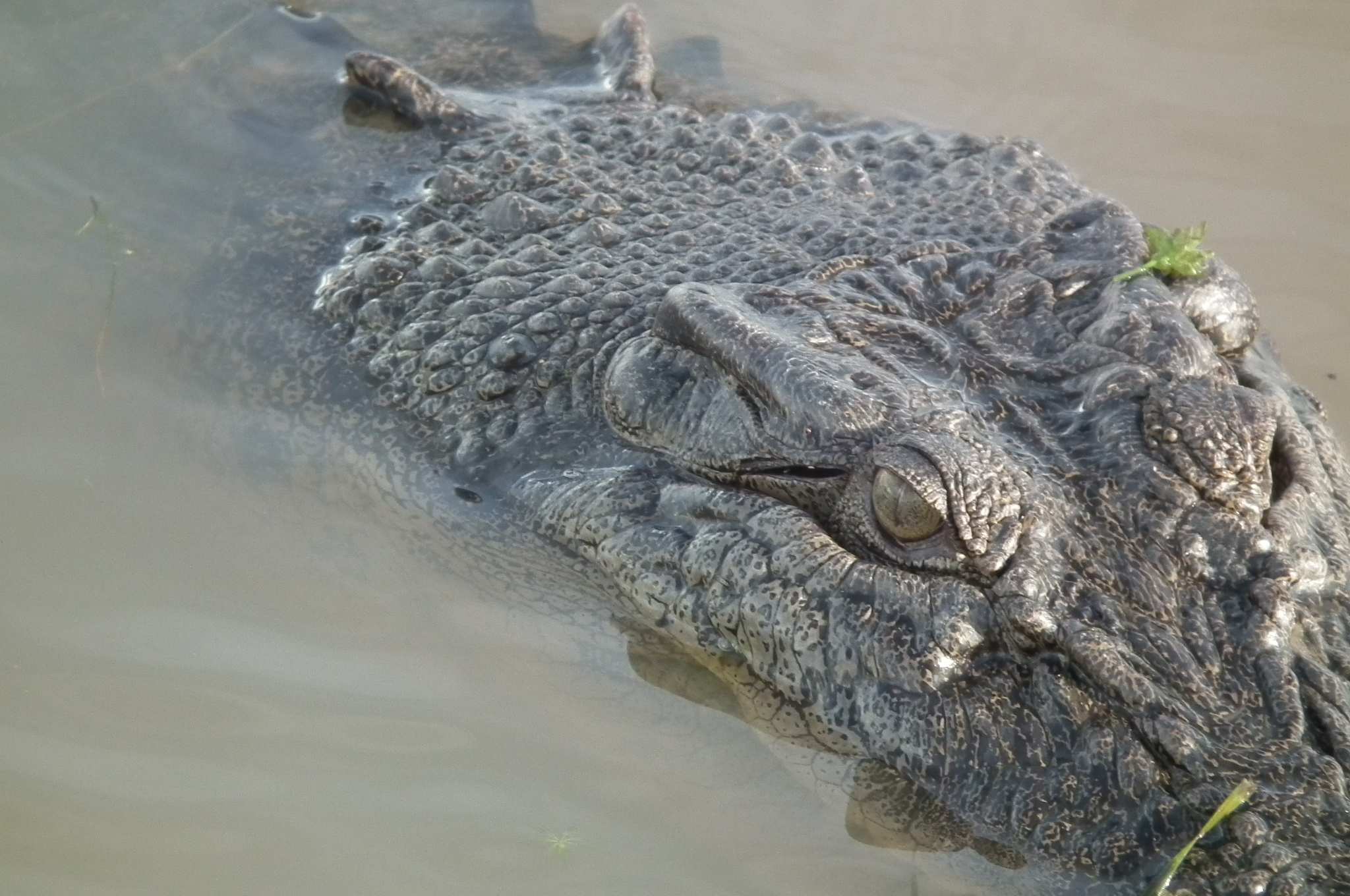 Alligators in the sewers in New York City: Urban myth or historical fact?