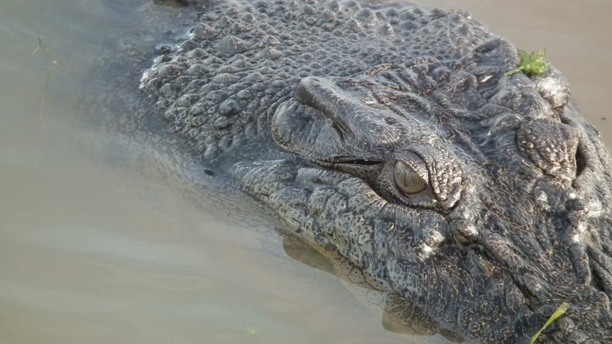 A crocodile in South Alligator River in Kakadu National Park, NT.