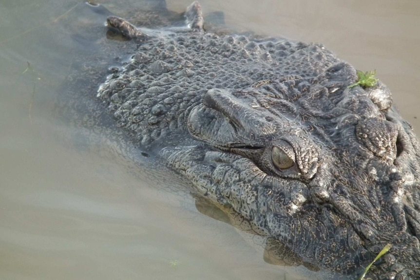 A crocodile in South Alligator River in Kakadu National Park, NT.