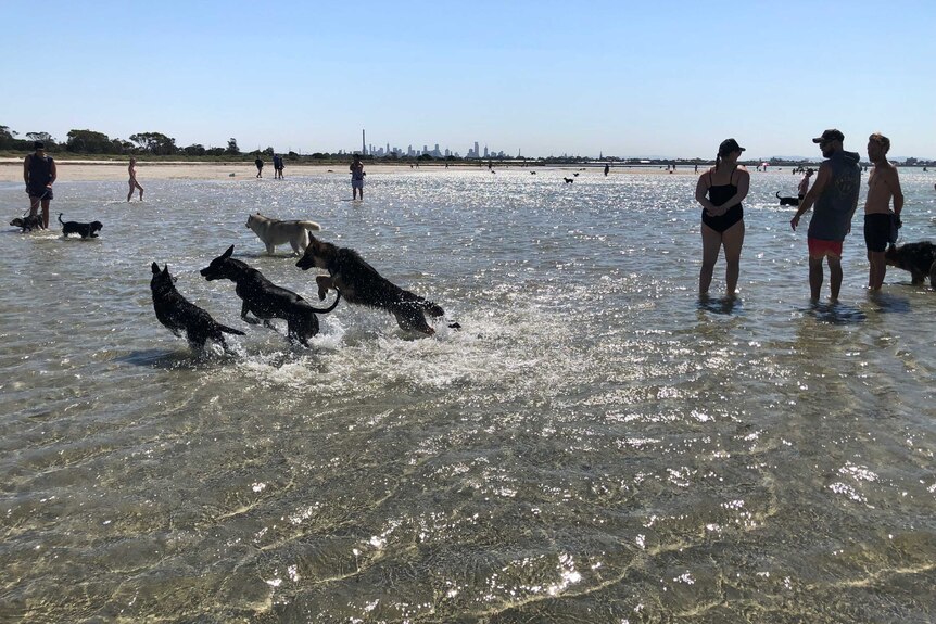 Dogs run through the water at the beach.