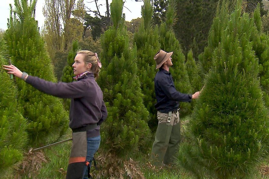Photo of a man and a woman trimming Christmas trees.