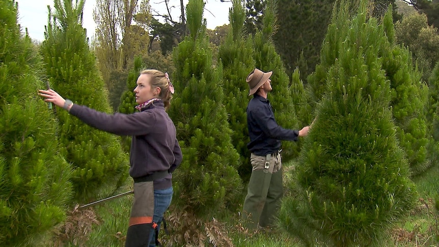 Photo of a man and a woman trimming Christmas trees.