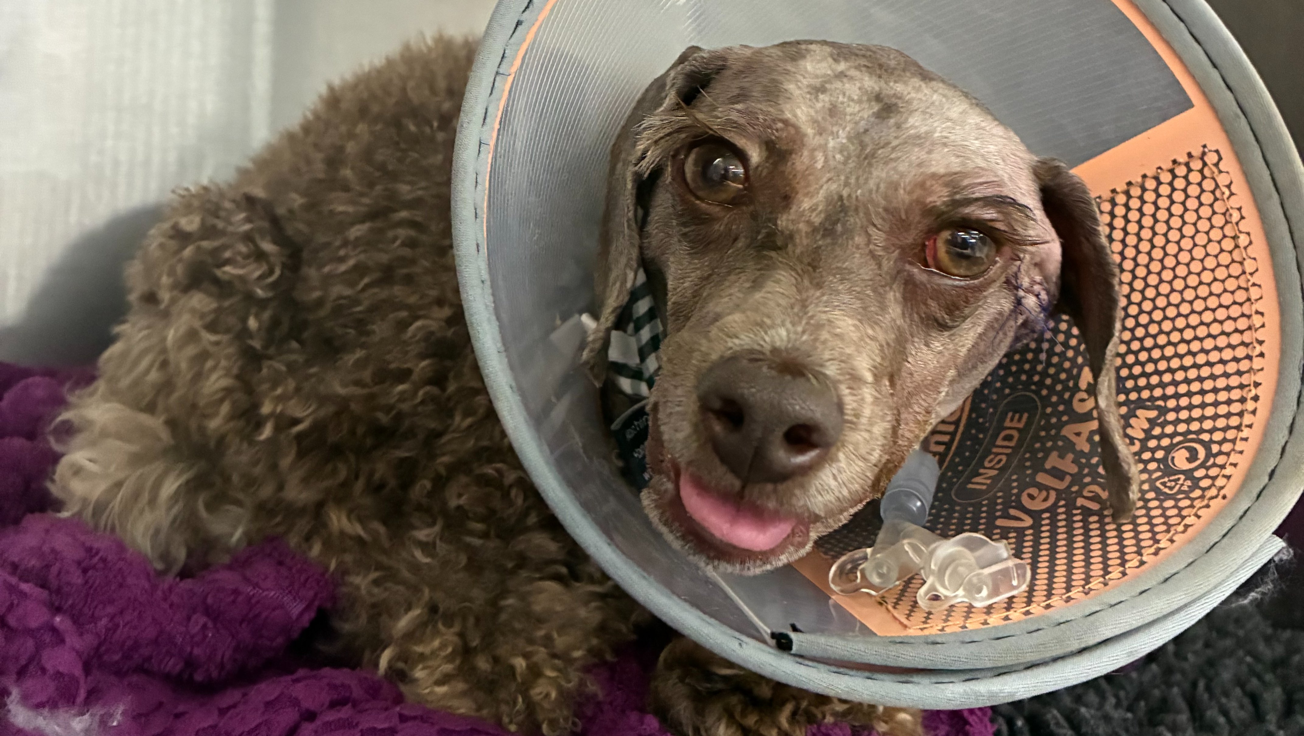Dog after surgery.