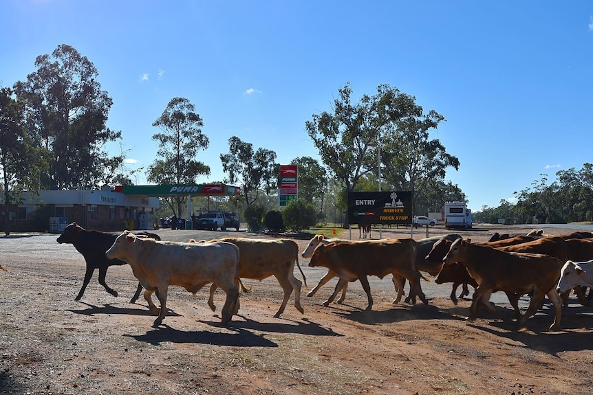 about a dozen cows walk outside of an outback truck stop