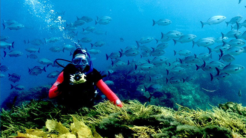 Diver on the Great Southern Reef