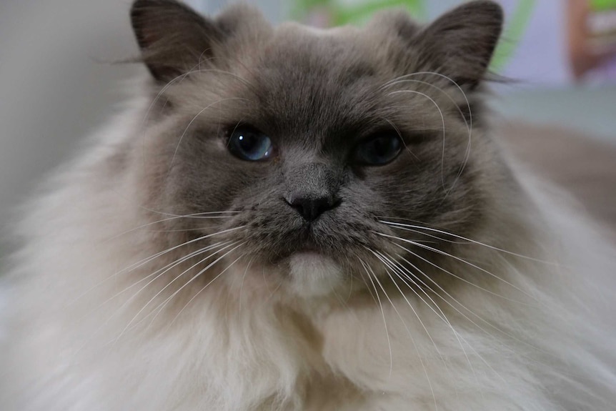 A close of portrait of a grey, long-haired cat with watery blue eyes.