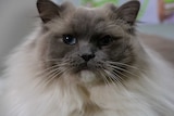 A close of portrait of a grey, long-haired cat with watery blue eyes.