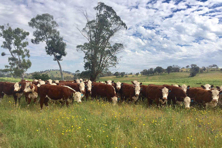 These cattle graze on protected pastures on a farm in New South Wales.