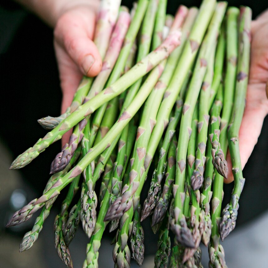You view a bunch of asparagus stems gathered in someone's palm.