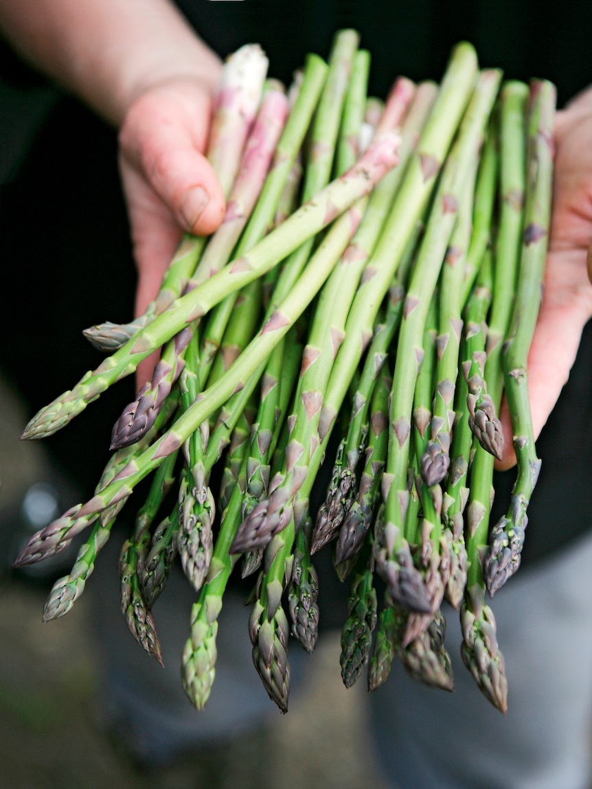 Asparagus from the kitchen garden