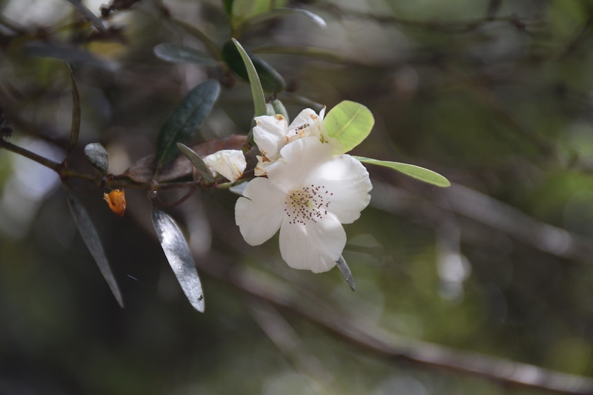A single, bright white flower hangs on a leatherwood tree.