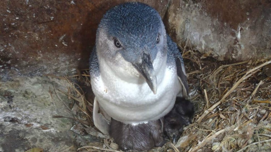 Penguin on nest