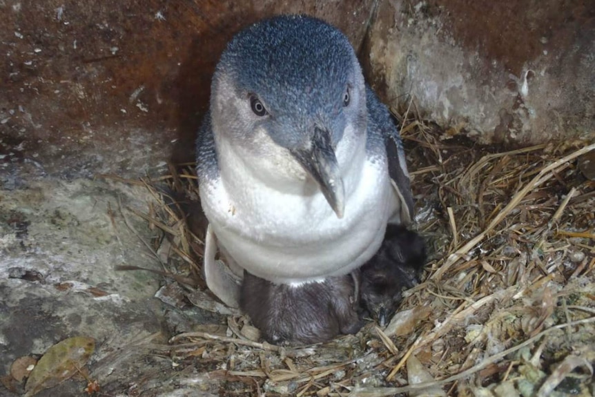 Penguin on nest