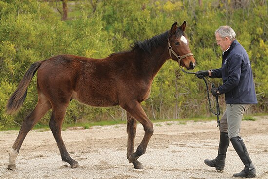 Andrew Maclean with a yearling