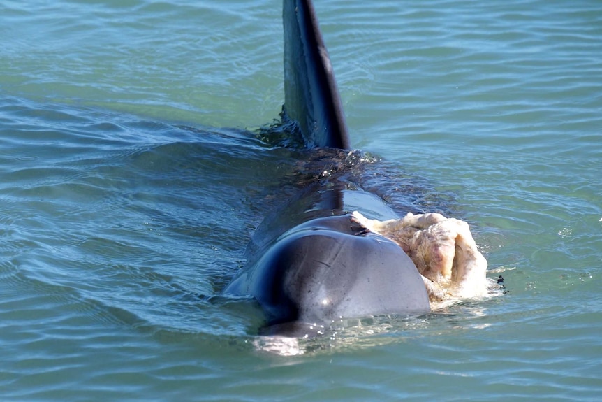 Monkey Mia female dolphin Surprise swims in the ocean with a large wound to her head after being attacked by a shark.
