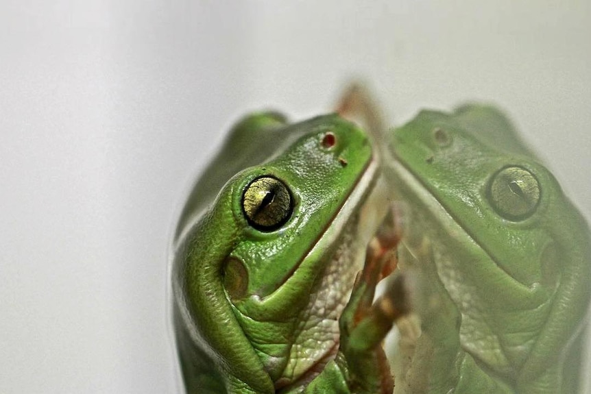 Close up of a green tree frog reflected on a glass surface.