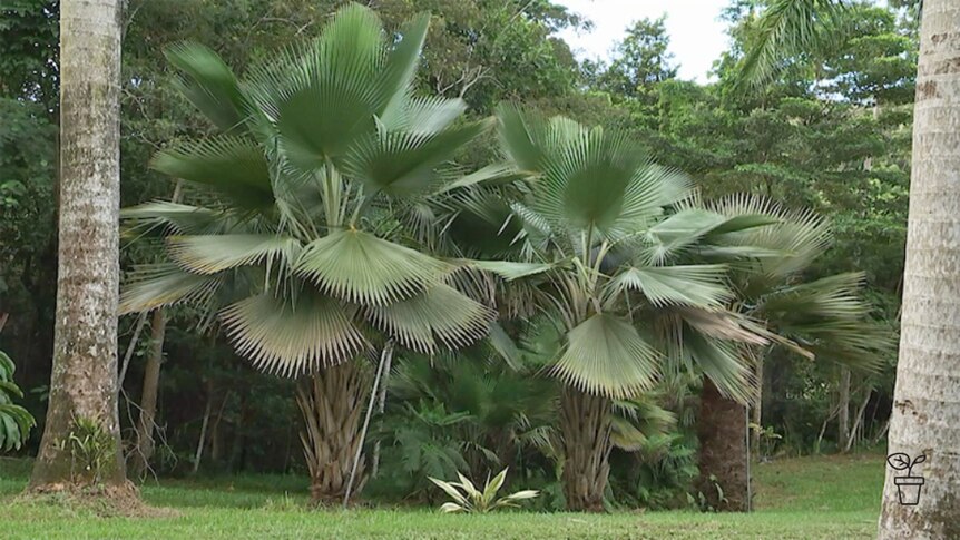 Large palm trees growing in expansive garden
