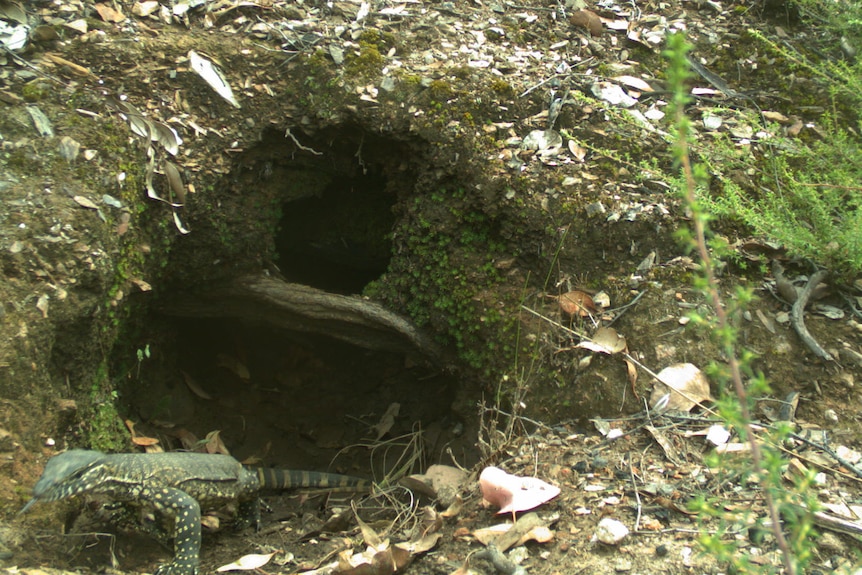 A heath goanna creeps outside a wombat burrow.