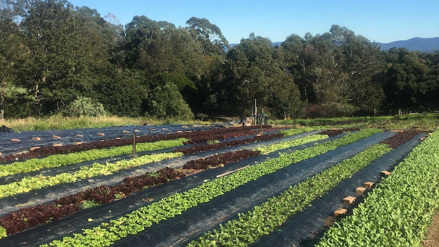 Rows of vegetables