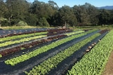 Rows of vegetables