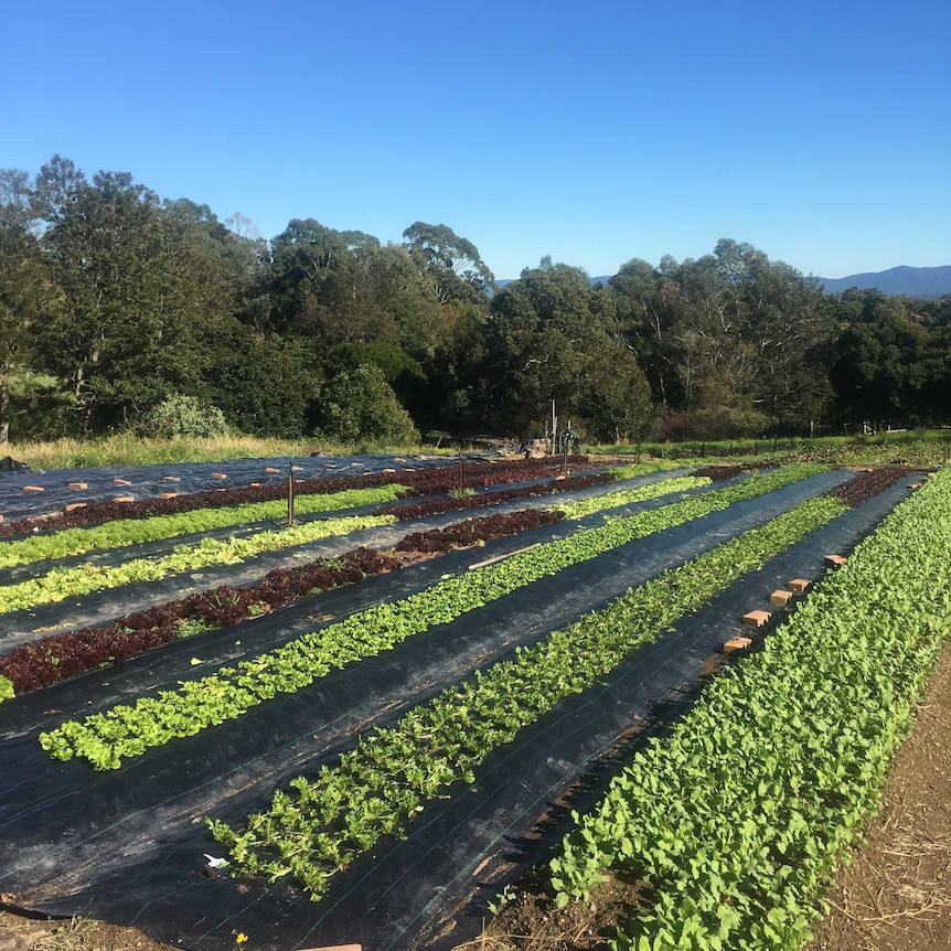 Rows of vegetables