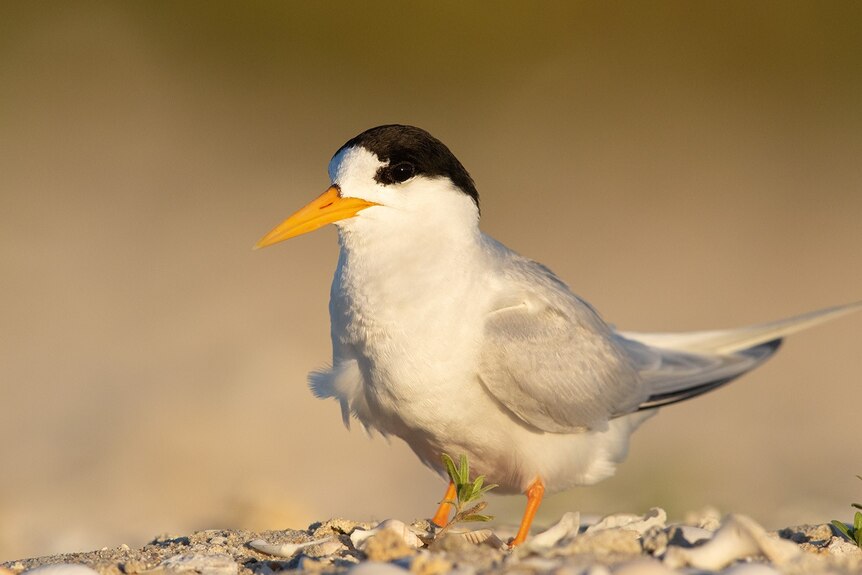 An adult fairy tern which is predominately white, with grey wings, a black head and yellow beak.