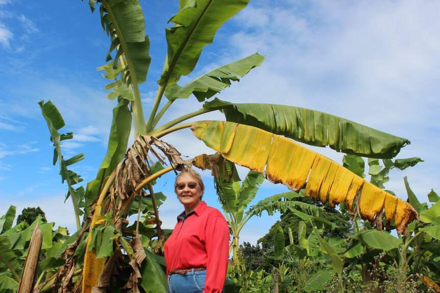 Vicky Kippin-O'Connor with her banana plants affected by a strain of Panama disease.