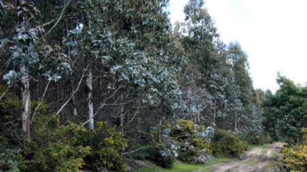 Tasmanian forest track chewed up by 4WD-ers hooning