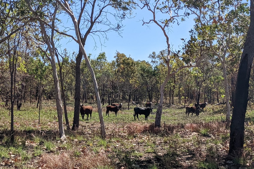 Feral cattle wandering around in an outback spinney.