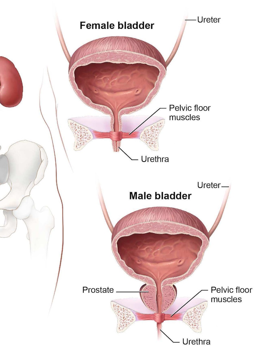 diagram of urinary tract