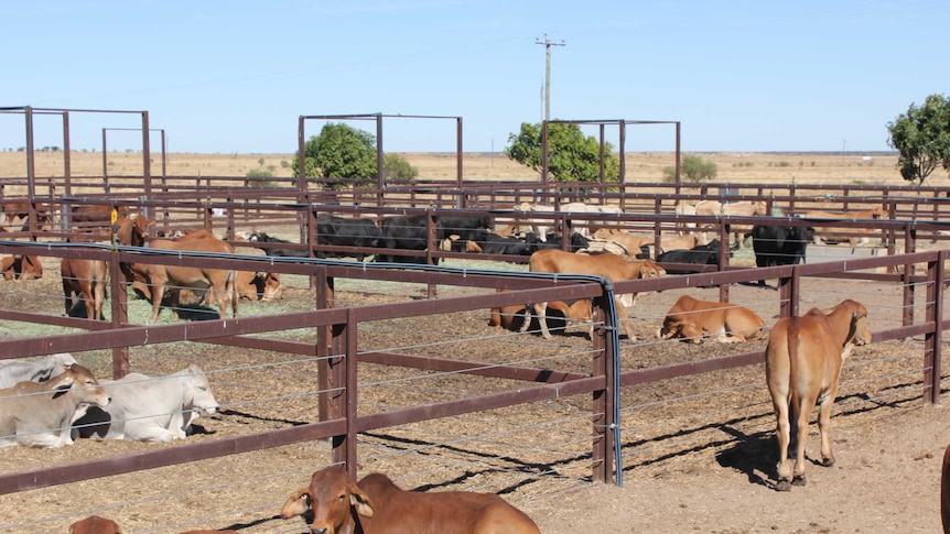 All different types of cattle in the pens at Richmond Saleyards