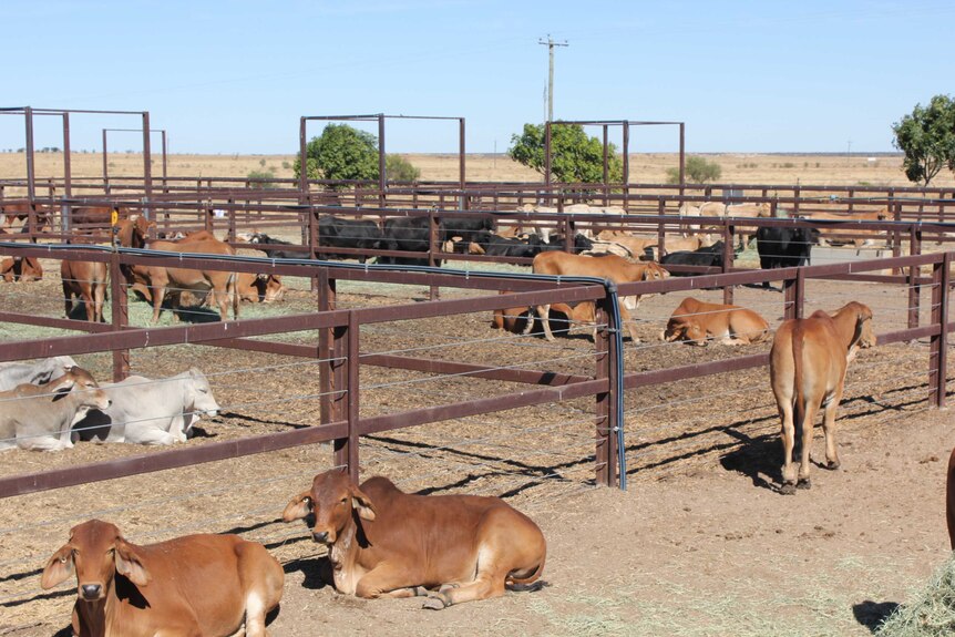 Different types of cows in cattle yard, some lying down.
