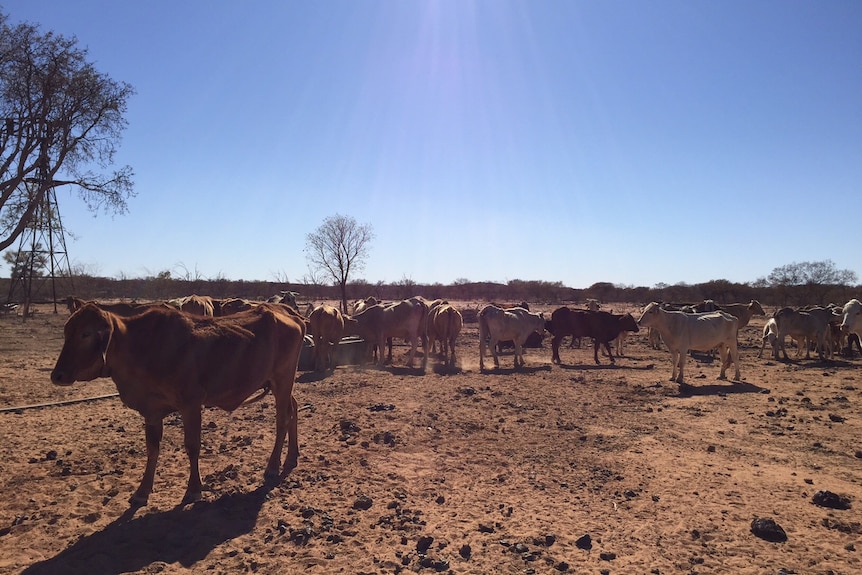 Cattle being fed mulga in the Winton drought