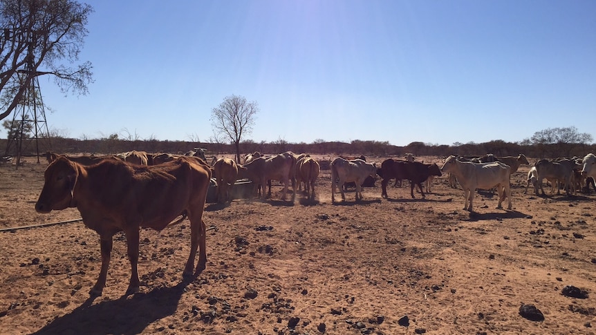 The dip in Australia's cattle herd is expected to push up retail prices