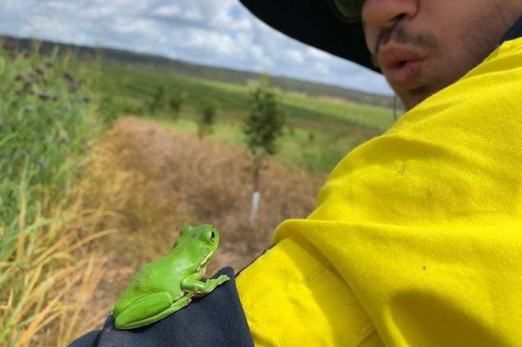 A man in high visibility clothing and large sun hat, with a green tree frog on his arm.