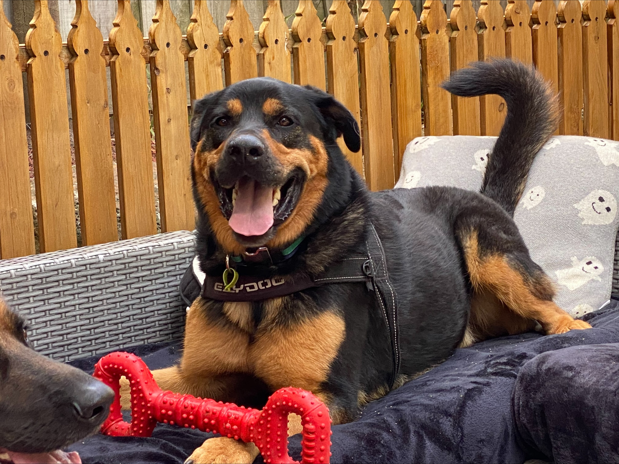 A large brown and black dog sits on a outdoor couch with a big red chew toy shaped like a bone.