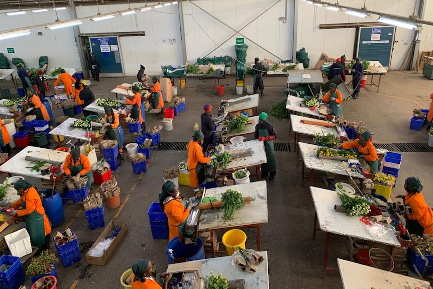 Workers grading flowers in a hall.